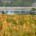 Entre Loire et vignobles...